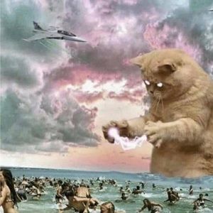 Meet your Posher, Dorothy